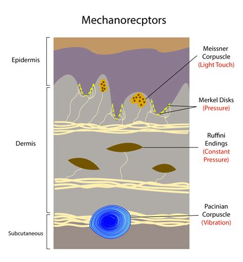 mechanoreceptors|how to pronounce mechanoreceptors.